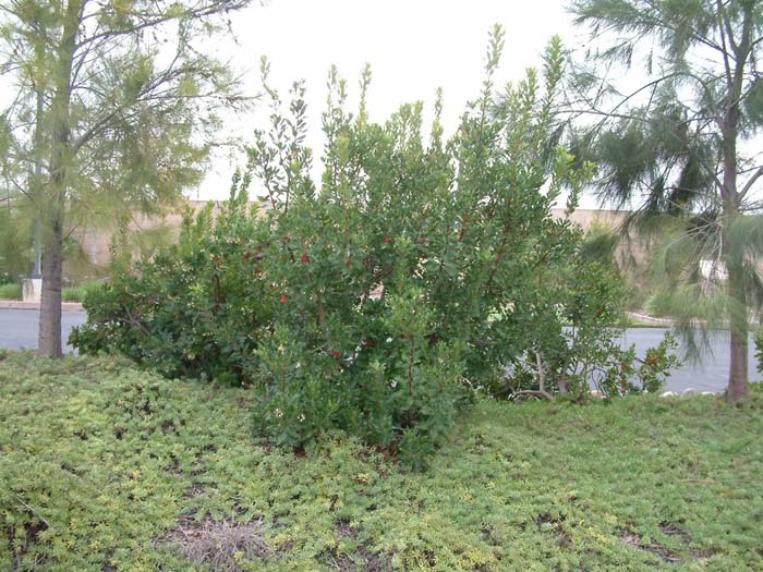 Heteromeles arbutifolia