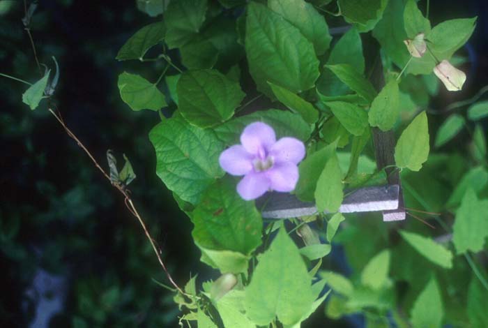 Thunbergia fragrans