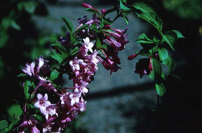 Weigela