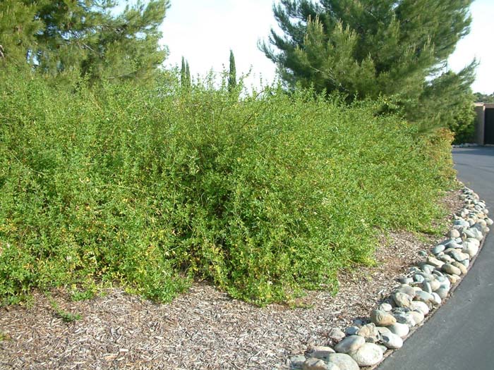 Plant photo of: Jasminum mesnyi