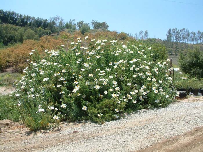 Romneya coulteri