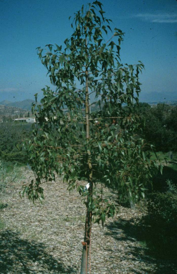 Plant photo of: Brachychiton populneus