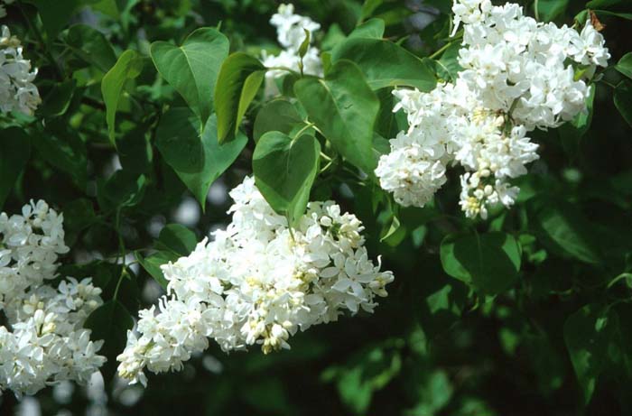 Plant photo of: Syringa vulgaris