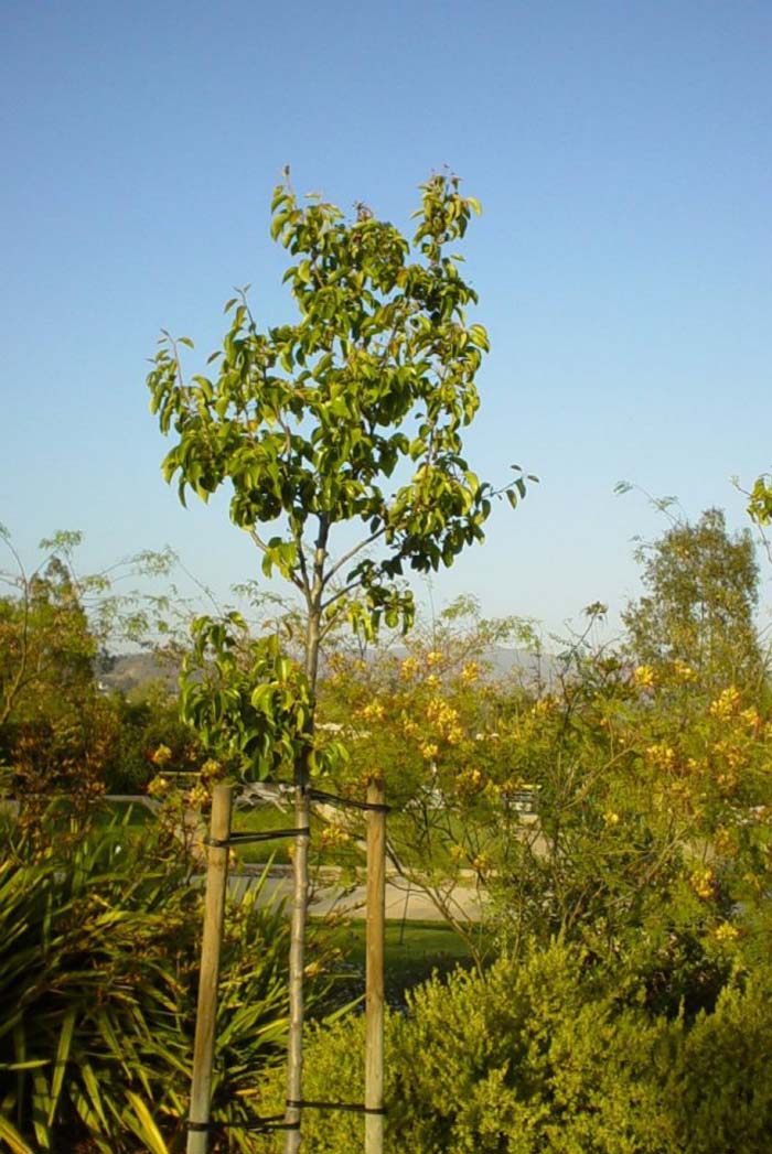 Pyrus calleryana 'Capital'