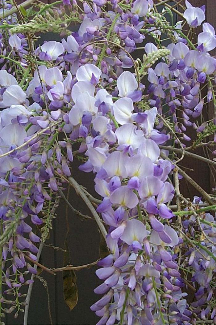 Plant photo of: Wisteria sinensis