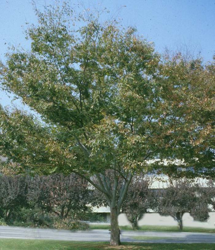 Zelkova serrata