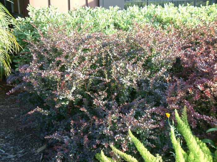 Plant photo of: Berberis thunbergii 'Atropurpurea Nana'