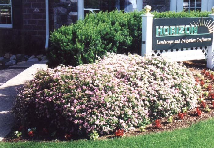 Spiraea japonica 'Little Princess'