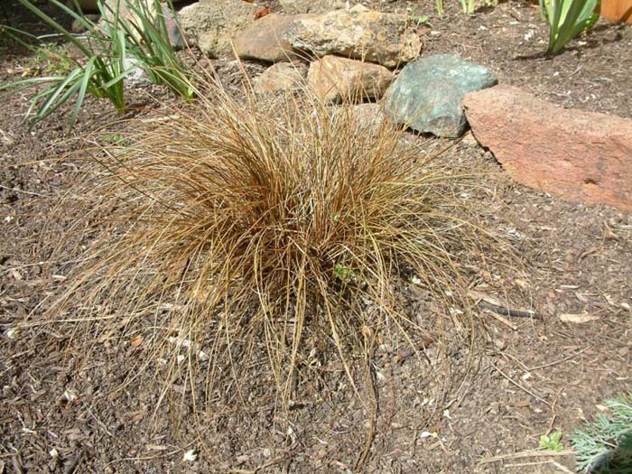 Carex buchananii