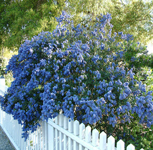 California Native Plants