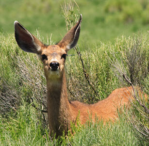 Deer Resistant Plants