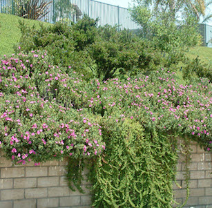 Erosion Control Plants