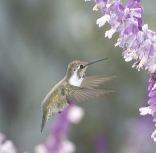 Attracts Hummingbirds