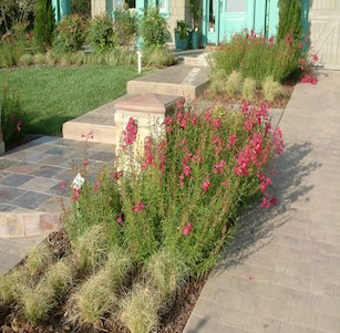 Penstemon Garden