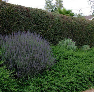 Screens and Hedges