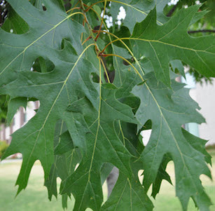 Under Oaks