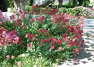 Jupiter's Beard, Red Valerian