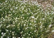 Sweet Alyssum