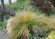 Pheasant's Tail Grass