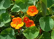 Garden Nasturtium