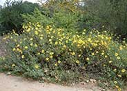 Coast Sunflower, Coast Encelia
