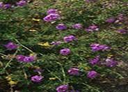 Purple Verbena