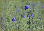 Mexican Blue Sage