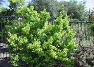 Catalina Cherry